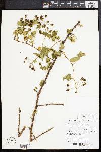 Rubus flagellaris image