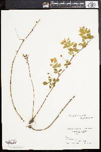 Rubus flagellaris image