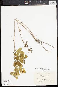 Rubus flagellaris image