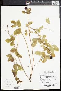 Rubus flagellaris image