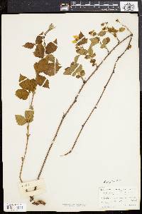 Rubus flagellaris image
