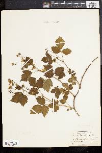 Rubus flagellaris image