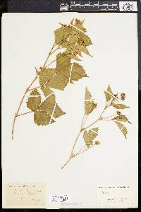 Rubus flagellaris image