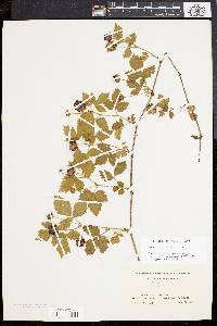 Rubus flagellaris image