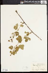 Rubus flagellaris image