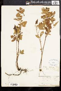 Rubus flagellaris image