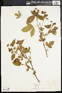 Rubus flagellaris image