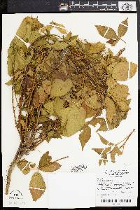 Rubus flagellaris image