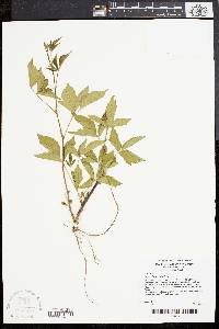 Rubus flagellaris image