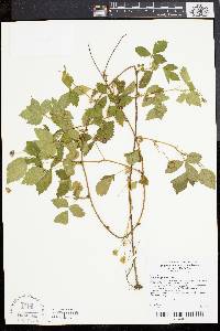 Rubus flagellaris image