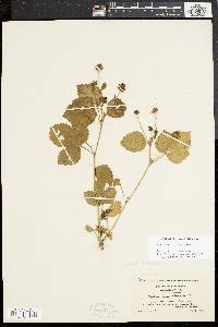 Rubus flagellaris image