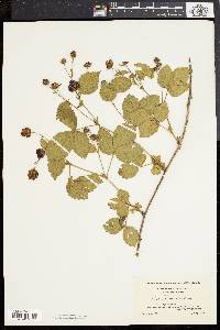 Rubus flagellaris image