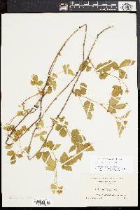 Rubus flagellaris image