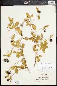 Rubus flagellaris image