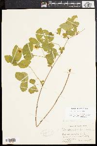 Rubus flagellaris image