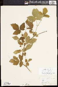 Rubus flagellaris image