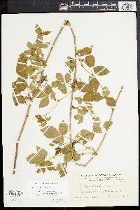 Rubus flagellaris image