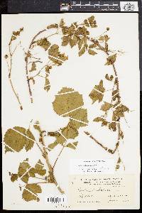 Rubus flagellaris image