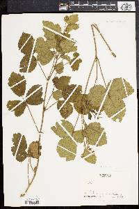 Rubus frondosus image