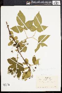 Rubus frondosus image