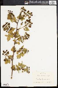 Rubus frondosus image