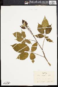 Rubus frondosus image