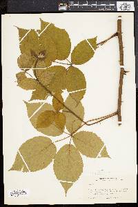 Rubus frondosus image