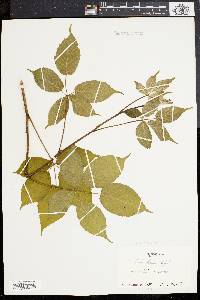 Rubus frondosus image