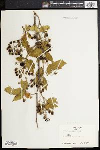 Rubus frondosus image