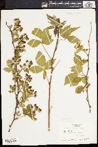 Rubus frondosus image