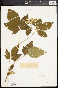 Rubus frondosus image