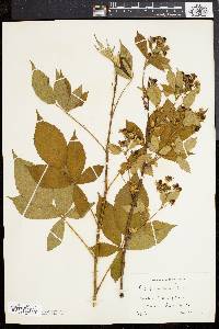 Rubus frondosus image