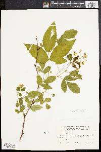 Rubus frondosus image