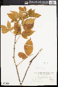 Rubus frondosus image