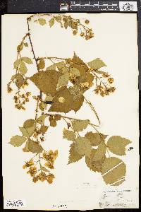 Rubus frondosus image