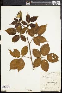 Rubus frondosus image