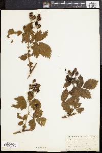 Rubus frondosus image