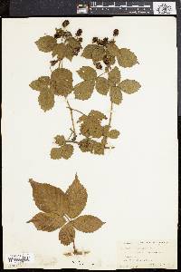 Rubus frondosus image