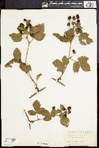 Rubus frondosus image