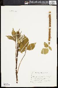 Rubus frondosus image