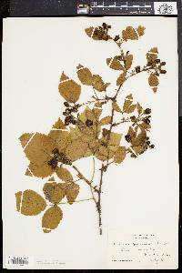 Rubus frondosus image