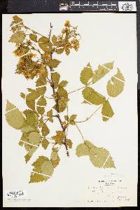 Rubus frondosus image