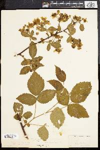 Rubus frondosus image