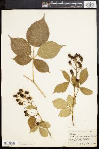 Rubus frondosus image