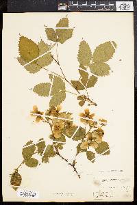 Rubus frondosus image