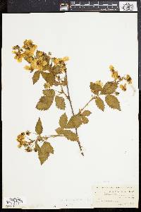 Rubus frondosus image