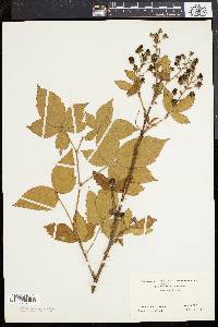 Rubus frondosus image