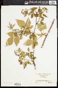 Rubus frondosus image