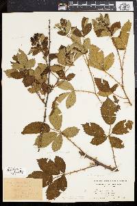 Rubus frondosus image