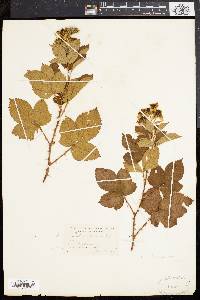 Rubus frondosus image